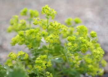 Exciting Nominations Announced for Prodways, Alcatel-Lucent Enterprise, XPO Logistics, and More!