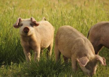 La gestion du risque de la fièvre porcine africaine en France : un tournant décisif