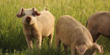 La gestion du risque de la fièvre porcine africaine en France : un tournant décisif