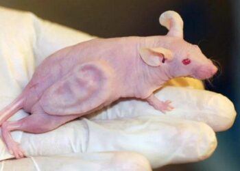 Deux millions d’animaux utilisés pour la science : quelles solutions pour réduire l’expérimentation animale ?