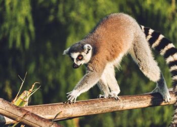 Choc et panique à Nantes ce dimanche midi : queue de poisson, coups de feu et vitre brisée