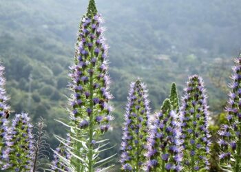 Fête de la Musique 2025 à Paris et en Île-de-France : 10 Artistes Incontournables à Découvrir