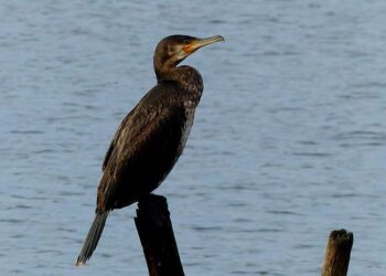Conférence de Nice sur les océans : 5 clés à connaître sur ce sommet crucial