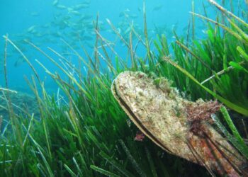 Discovering Marseille’s Stunning Mediterranean Posidonia Meadows