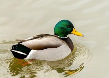 Drake enflamme Paris : tout ce qu’il faut savoir sur ses concerts exceptionnels des 7 et 8 septembre 2025 à l’Accor Arena