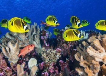 Comment le déclin des coraux booste la capacité de l’océan à absorber le CO2