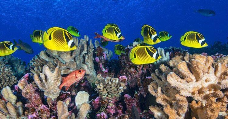 Comment le déclin des coraux booste la capacité de l’océan à absorber le CO2