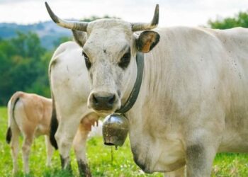 Le Boeuf Gascon vous invite à une déambulation festive à Toulouse ce samedi 14 juin !