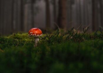 Plongez au cœur des profondeurs marines : l’évolution fascinante des espèces benthiques dévoilée