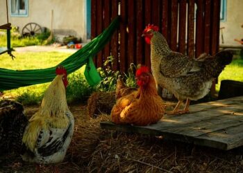 Lyon en alerte : Sommes-nous vraiment au cœur d’une canicule ?