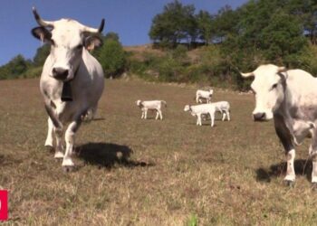 Le Boeuf Gascon vous convie à une déambulation festive inoubliable à Toulouse ce samedi 14 juin