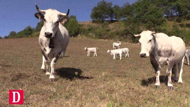 Le Boeuf Gascon vous convie à une déambulation festive inoubliable à Toulouse ce samedi 14 juin