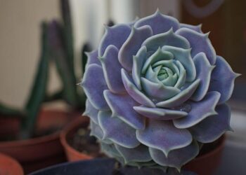 Lola Dewaere Delivers a Riveting Performance with Her Haunting « Je sais pas » in New France 2 Film