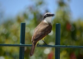 Sophie Lavaut : « J’étais convaincue de pouvoir décrocher une médaille » aux championnats de France d’athlétisme