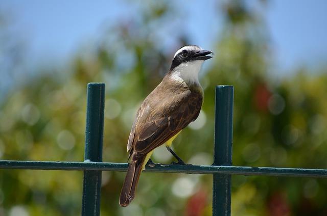 Sophie Lavaut : « J’étais convaincue de pouvoir décrocher une médaille » aux championnats de France d’athlétisme Sophie Lavaut : « J’étais convaincue de pouvoir décrocher une médaille » aux championnats de France d’athlétisme