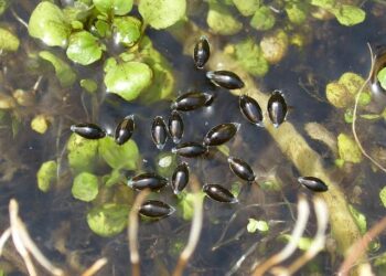 Handi’Nat Région Nazairienne Éblouit et Remporte une Pluie de Médailles aux Championnats de France de Natation