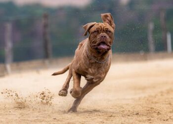 Finale Top 14 : à quelle heure et sur quelle chaîne suivre le choc Toulouse vs Bordeaux ?