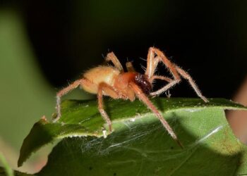 Évasion spectaculaire près de Lyon : un détenu s’évade en dissimulant une notice rouge d’Interpol dans un sac Évasion spectaculaire près de Lyon : un détenu s’évade en dissimulant une notice rouge d’Interpol dans un sac