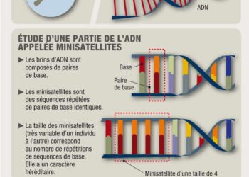 Pourquoi la France refuse-t-elle toujours les tests de paternité alors qu’ils sont légaux ailleurs ?