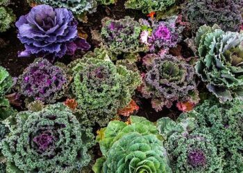 Vivez le Feu d’Artifice du 14 Juillet 2025 : Horaires et Lieux Immanquables à Paris et Partout en France !