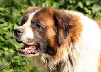 Bernard Thévenet, double vainqueur du Tour de France, bientôt en visite à Montpellier
