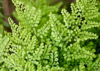 Marseille Rue d’Aubagne Collapse: Prison Sentences Up to Two Years Amid Multiple Acquittals