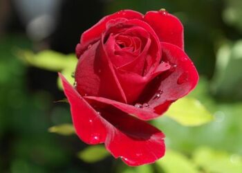 Unveiling the Hottest New Singles from Ninho, Sleep Token, Wejdene, and More! Unveiling the Hottest New Singles from Ninho, Sleep Token, Wejdene, and More!