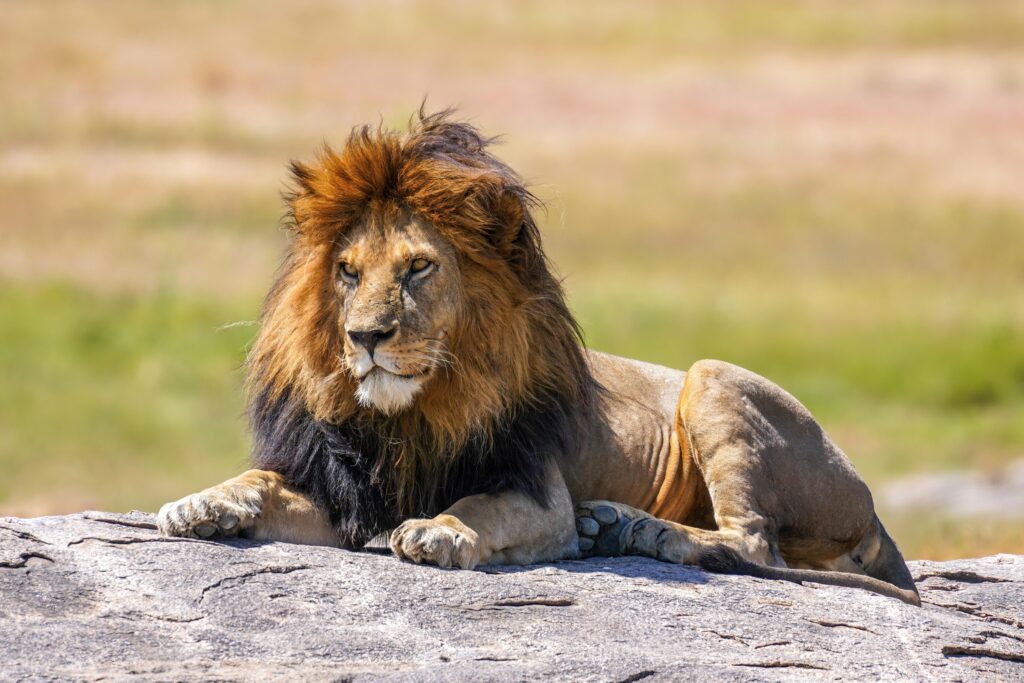 Et si les Lions faisaient bientôt rugir la France en tournée ?