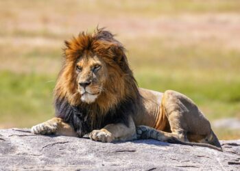 Et si les Lions faisaient bientôt rugir la France en tournée ? Et si les Lions faisaient bientôt rugir la France en tournée ?