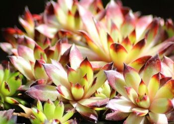 5 bonnes raisons de visiter The Village Outlet aux portes de Lyon