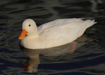 Ryanair supprime 25 lignes en France et retire 750 000 sièges, la Nouvelle-Aquitaine fortement touchée dès l’hiver 2025