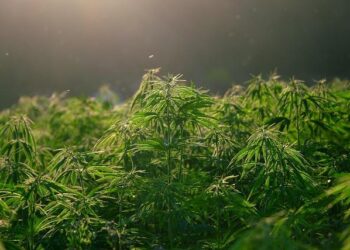 La France s’apprête à révolutionner la santé avec la légalisation imminente du cannabis médical