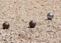 Epic Pétanque Showdown in Nice: Rocher and Durk Dominate as Montoro and France Exit