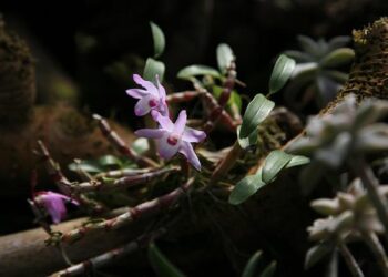 Tour de France 2025 à Montpellier : Découvrez tout sur la 16e étape du 22 juillet – parcours, horaires et circulation
