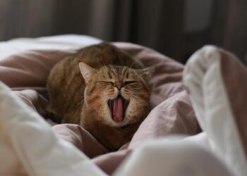 Double championne d’Europe en titre, l’équipe de France féminine U20 surprise en 8es de finale de l’Eurobasket par Israël  —  Choc à l’Eurobasket : les double championnes d’Europe U20 françaises éliminées dès les 8es par Israël