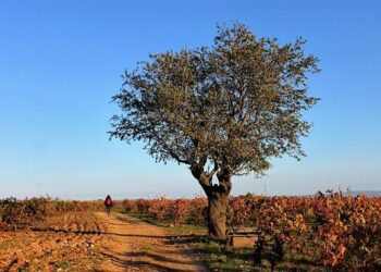 Incendie dans l’Aude : le feu toujours actif, un pompier supplémentaire blessé Incendie dans l’Aude : le feu toujours actif, un pompier supplémentaire blessé