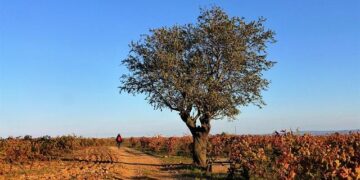 Incendie dans l’Aude : le feu toujours actif, un pompier supplémentaire blessé