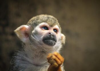 The Surprising Paradox Behind Emmanuel Macron’s ‘Choose Europe for Science’ Message Revealed The Surprising Paradox Behind Emmanuel Macron’s ‘Choose Europe for Science’ Message Revealed