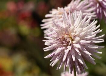 Discover the Top 10 Male Contenders Eyeing the 2025 Ballon d’Or Kopa Trophy!