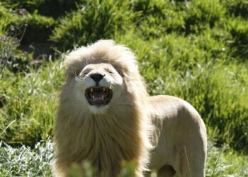 Shocking Hammer Attack Near Nantes: Man Targeted and Assaulted After Snapchat Trap Shocking Hammer Attack Near Nantes: Man Targeted and Assaulted After Snapchat Trap