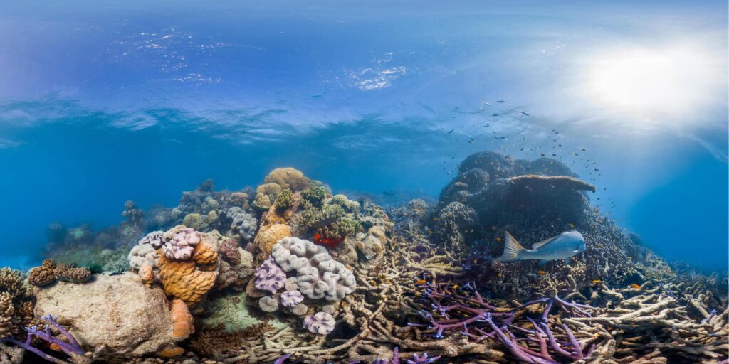 Dive Into The Reef Adventure: Stream It Anytime!