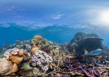 Dive Into The Reef Adventure: Stream It Anytime!