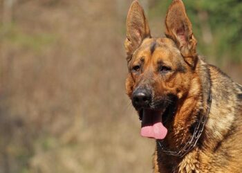 Canicule en Île-de-France : tout ce qu’il faut savoir dès jeudi à Paris et ses alentours