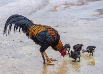 Projection du film « Barbie » annulée en Seine-Saint-Denis après la mobilisation des habitants