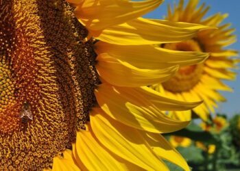 Blazing Heatwave Strikes France: Bordeaux Roasts at 42°C, Lyon Sizzles at 41°C, Paris Bakes at 37°C – Which City Will Feel the Fiercest Burn This Tuesday?