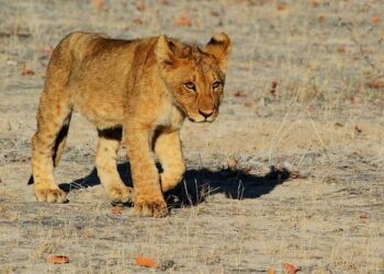 France Shines at Cannes Lions 2025 with Grand Prix and Two Golds in Film