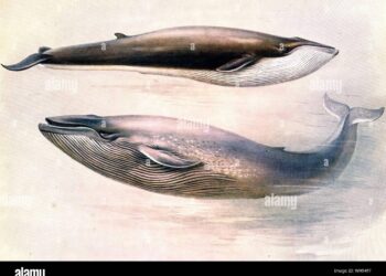 Un rorqual géant, le deuxième plus grand mammifère du monde, aperçu au large de Marseille