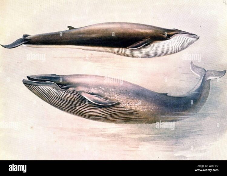 Un rorqual géant, le deuxième plus grand mammifère du monde, aperçu au large de Marseille Un rorqual géant, le deuxième plus grand mammifère du monde, aperçu au large de Marseille