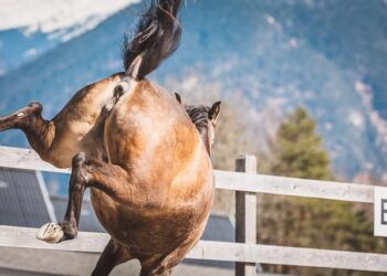 Refus d’obtempérer près de Nantes : des policiers témoignent de leur effroi face au danger imminent