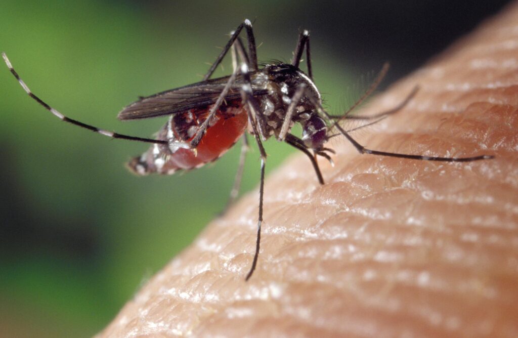 Moustiques : une flambée inquiétante des cas de chikungunya, dengue et virus West Nile en France et en Europe